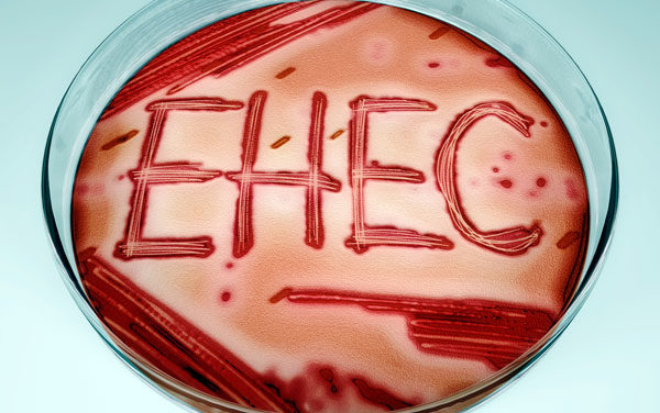 Enterohämorrhagischer E. coli (EHEC)