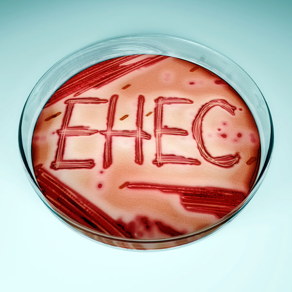 Enterohämorrhagischer E. coli (EHEC)