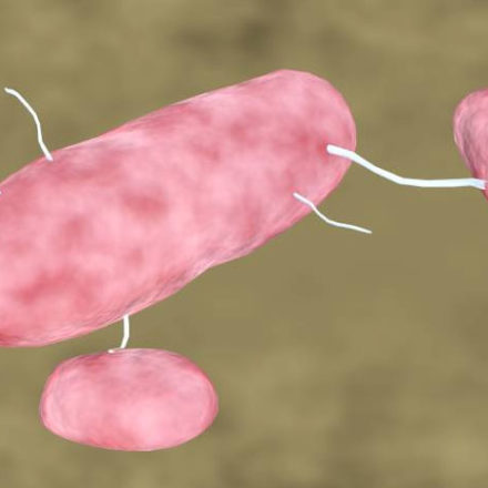 Darmpathogene E. coli