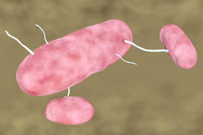 Darmpathogene E. coli
